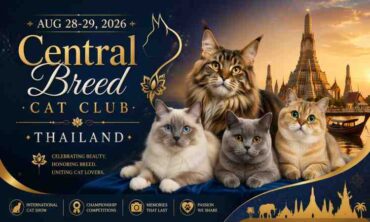Central Breed Cat Club Thailand – 2026