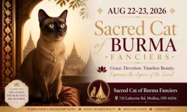 Sacred Cat of Burma Fanciers Medina 2026